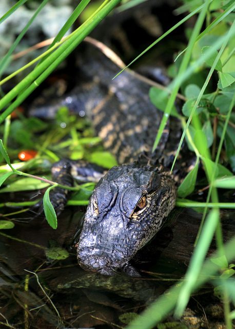 Everglades