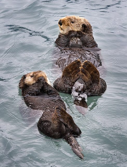 Kenai Fjords