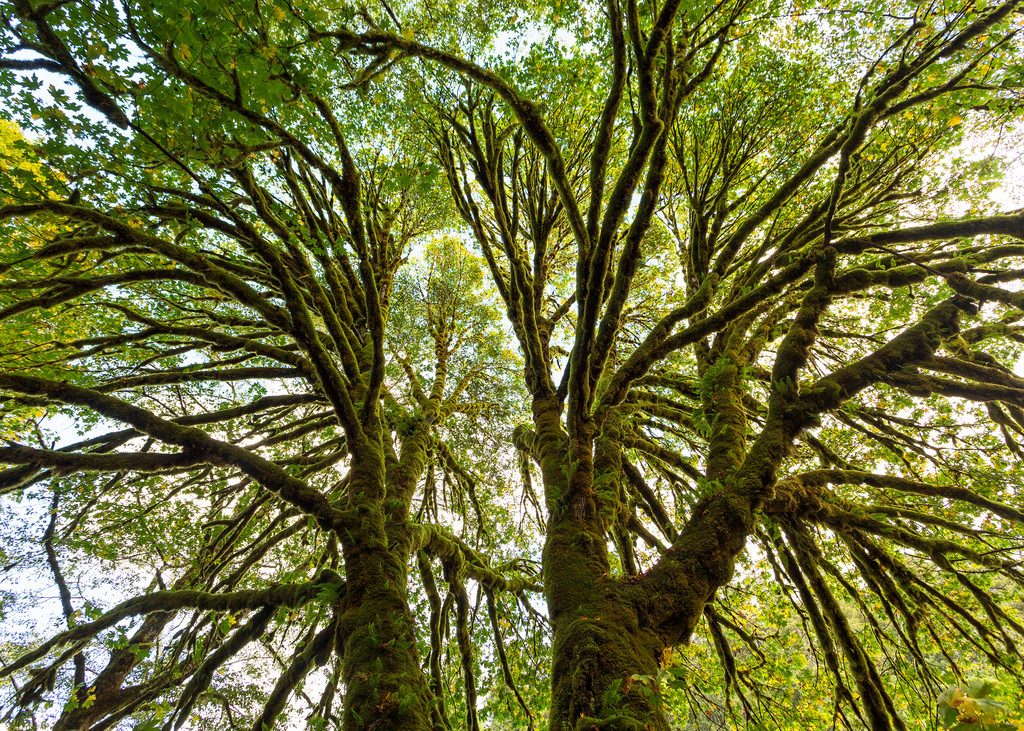 Redwood